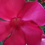 Bloom דירה פרו