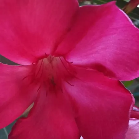 Bloom 아파트 페로