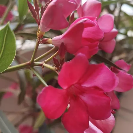 Apartment Bloom Pero