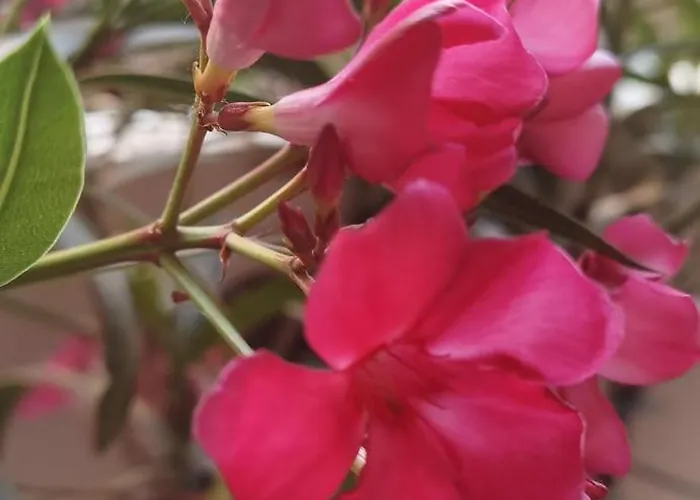 Apartmán Bloom Pero