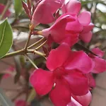 Apartman Bloom Pero