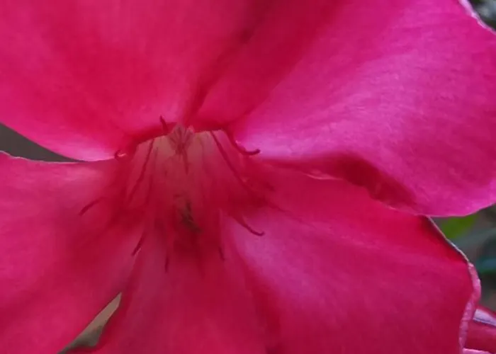 Bloom شقة بيرو